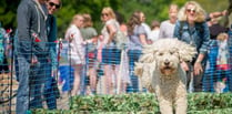 Doggy Summer Fete coming to Mount Edgcumbe