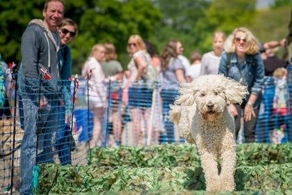 Doggy Summer Fete coming to Mount Edgcumbe