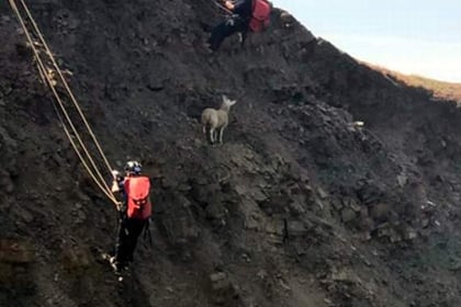 Lamb rescued from cliff