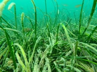 Huge seagrass beds in Cornwall may help tackle climate change