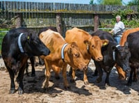 Dartmoor ponies and cows given reflective neckbands 