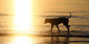 Advice on how to keep your dog safe in the heatwave