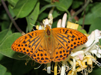 Top five wildlife species to spot at Cardinham Woods this summer