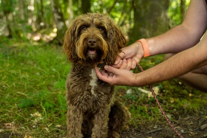 Forest rangers call on responsible dog owners after spate of incidents