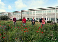 Wildflowers planted as part of Camelford greening project