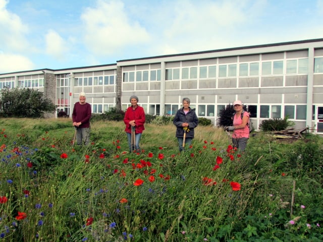 Wildflowers planted as part of Camelford greening project