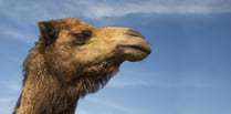 Camels, Lemurs and Ostriches among wild animals kept in Cornwall