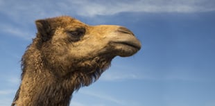 Camels, Lemurs and Ostriches among wild animals kept in Cornwall