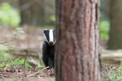 Half of Britain's badgers killed as cull figures for 2022 released
