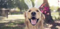 7 things to keep out of paws reach this Easter