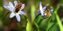 Study reveals how pollinators cope with various plant toxins