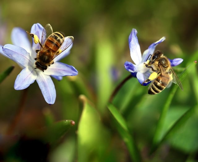 Study reveals how pollinators cope with various plant toxins