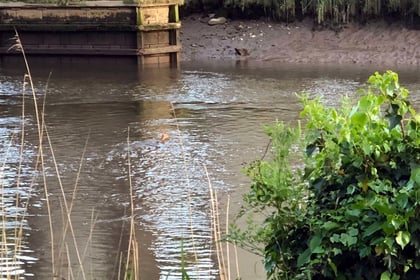 Deer spotted swimming in the Tamar at Calstock