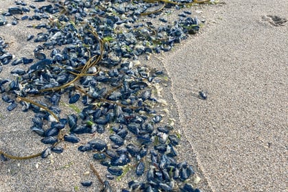 ‘Creatures’ wash up on Cornish beaches