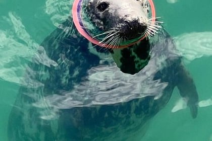 A seal has been saved after a frisbee became stuck around its neck