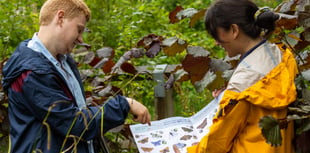 Will Cornwall's 2023 butterfly count beat last year's?