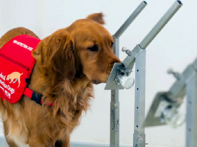 Medical Detection Dog at work. The dog is able to identify the presence of cancer cells from a minute sample. The work takes place at the headquarters in Milton Keynes of the charity, Medical Detection Dogs