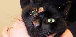 More than 200 cat cruelty reports made to RSPCA in Cornwall last year 