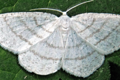 Naturewatch: Rare sighting of silky wave moth in Cornwall 