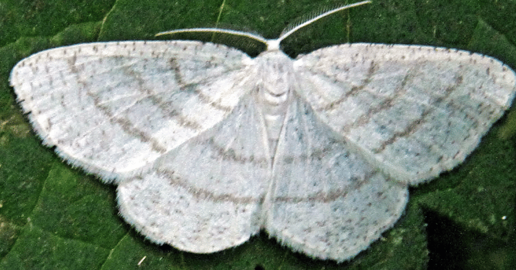 Silky wave moth shot by Ray Roberts, spotted in Cornwall