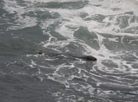 Seal spotted at Compass Point in Bude