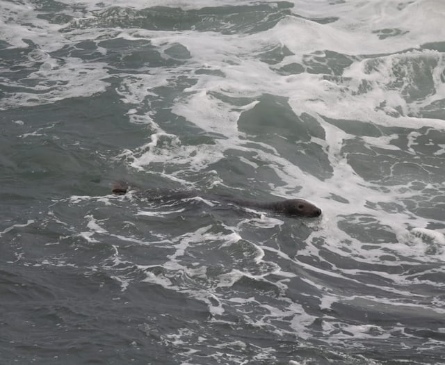 Seal spotted at Compass Point in Bude