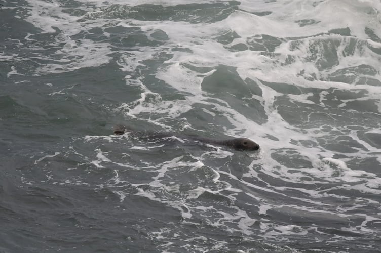 Bude Compass Point Seal Spotted