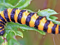 Caterpillar is unmistakable with its black and yellow - Naturewatch