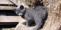 Farm cats to be exempt from microchipping law