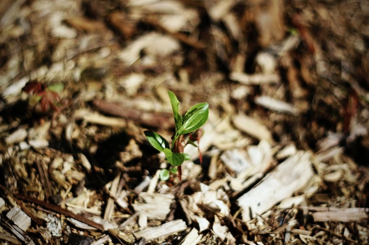 gardening mulch