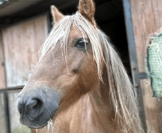 Bodmin pony rehabilitation centre appeals for help