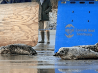 Seal named 'Just Dench' release from Cornish Seal Sanctuary