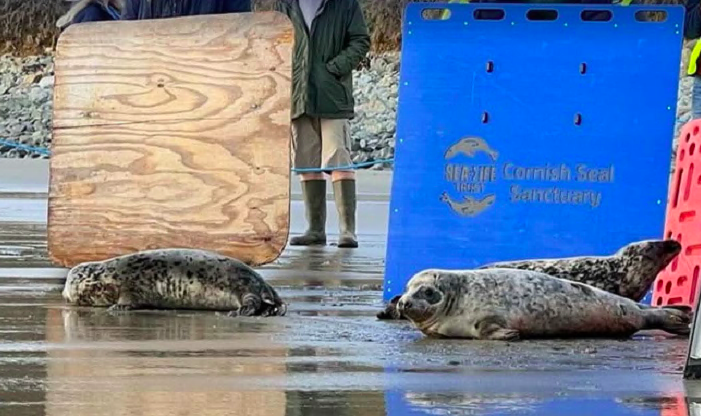 Judy Dench seal released from Cornish Seal Sanctuary