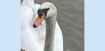 Public urged to keep distance from injured swan