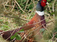 Naturewatch with Ray Roberts: A bright sunny morning