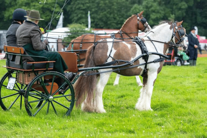 Horses at Woolsery