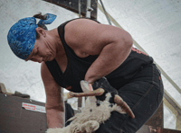 Sheep shearing world record broken in Launceston