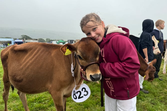 A cuddle for a cow at the Okehampton Show.