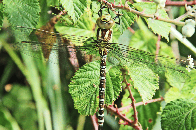 Southern hawker dragonfly (Picture: Ray Roberts)