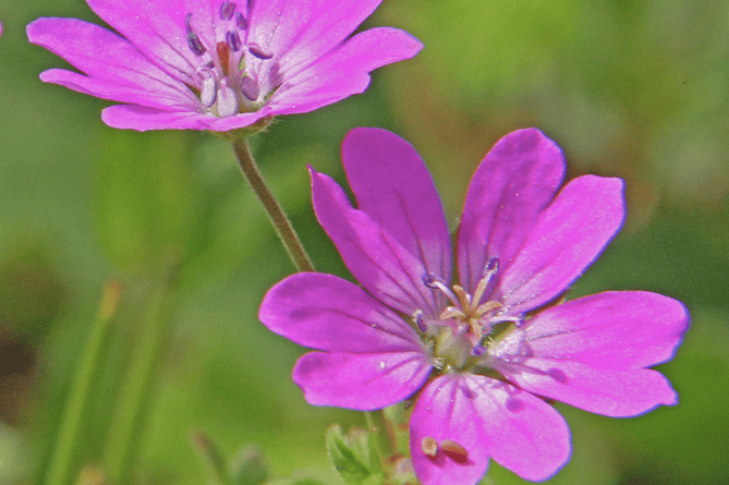 Hedgerow crane's - bill (Picture: Ray Roberts)