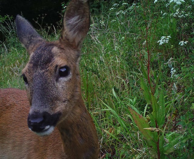 Deer to be culled on the Cotehele estate after damage