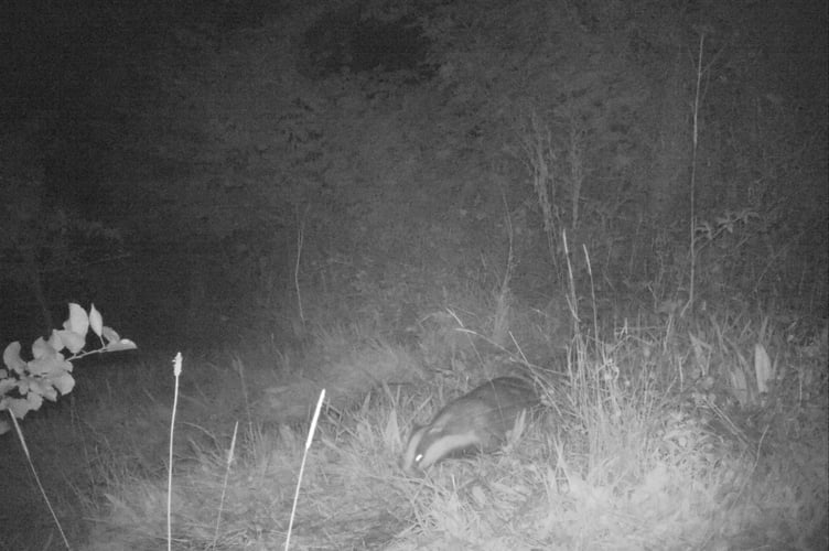 Tenants used their wildlife camera to spot badgers but have hardly seen any in the last few years. 