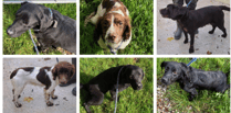 Council launch appeal to find owner of six dogs found on Bodmin Moor 