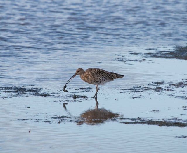 Endangered Dartmoor Curlews’ epic journey for winter sun