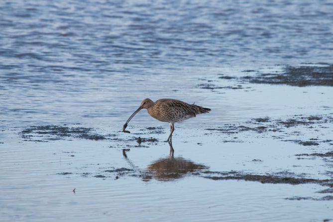 Wading curlew_credit WWT_