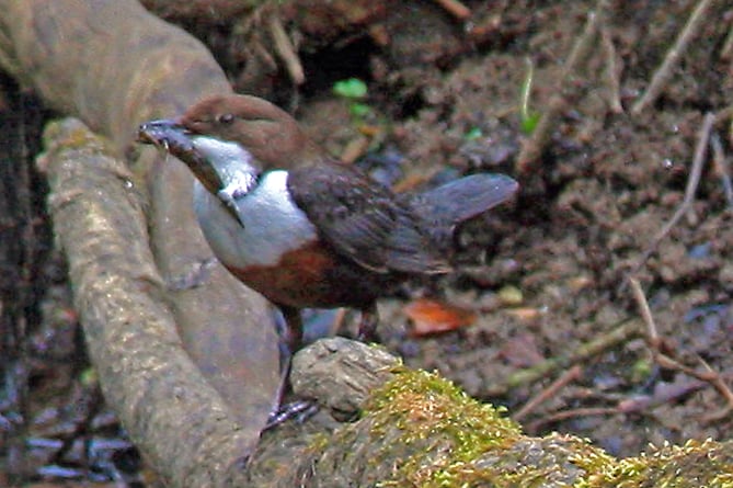 Dipper with fish