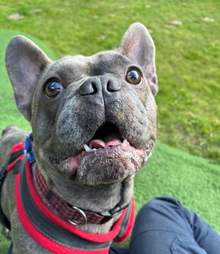 Benji French Bulldog at RSPCA Millbrook, Chobham 