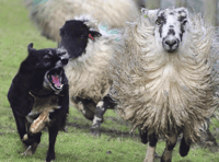 Cost of dog attacks on livestock falls by more than a third