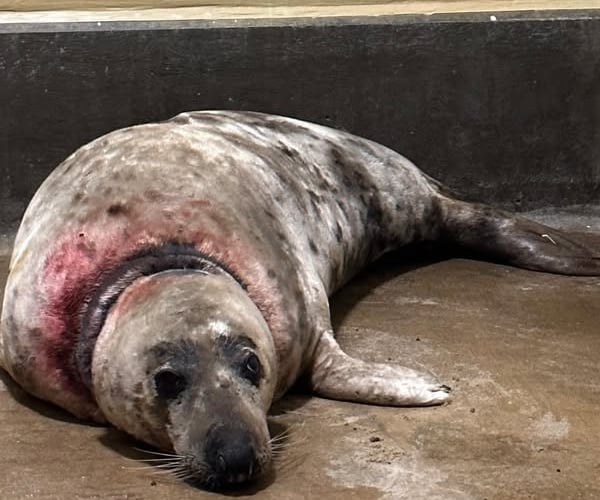 Seal, Orca, qwas rescued after being found entangled in thin fishing net, stuck around her neck, cutting into her skin. She was eventually released back to the wild after treatment. (Picture: RSPCA)